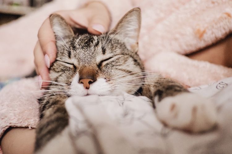 como cuidar de um gato doente