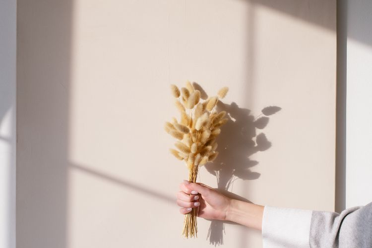 Mitos minimalistas. Imagem de uma mão segurando um ramo de flores secas.