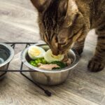 alimentação saudável para gatos. Alimentação natural para gatos