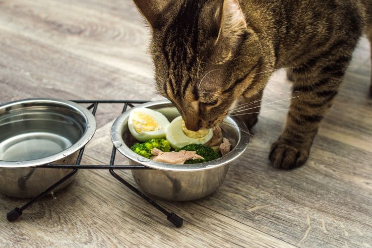 Alimentação natural para gatos. Gato comendo comida de verdade na tigela. Gato comendo ovo cozido, brócolis cozido e peixe cozido.