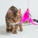 lista com os melhores brinquedos para gatos