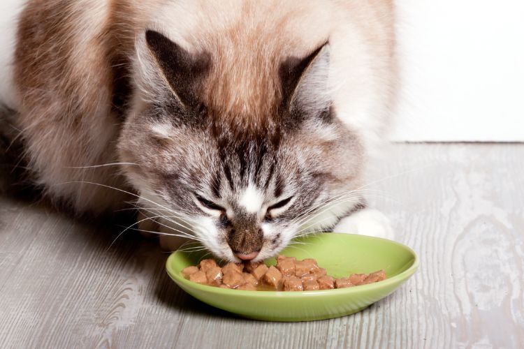 Alimentação saudável para gatos. Gato comendo ração úmida