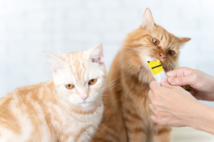 Alimentação saudável para gatos. Dois gatos comendo sachê.