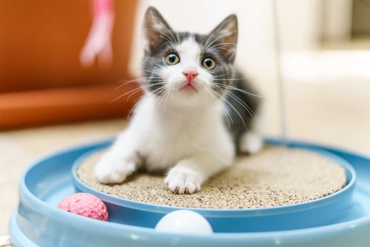 top melhores brinquedos para gatos. Gatinho brincando com bolinhas