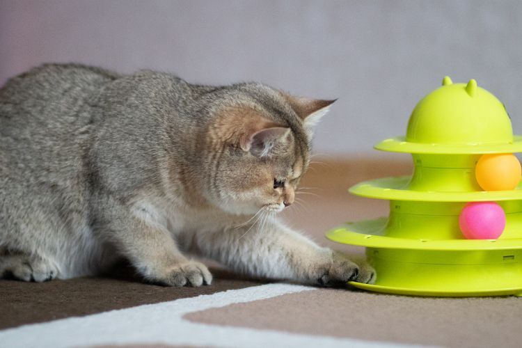 Melhores brinquedos para gato. Gato brincando com torre de bolinhas.