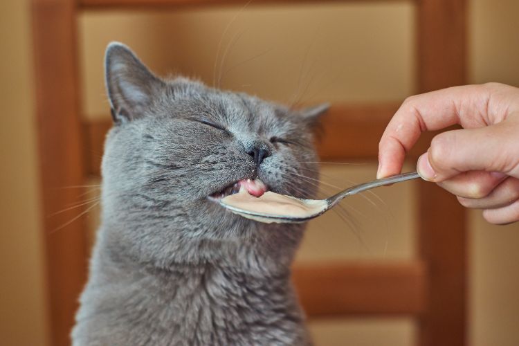 Nutrição de gatos. Alimentação para gato. Gato comendo patê na colher