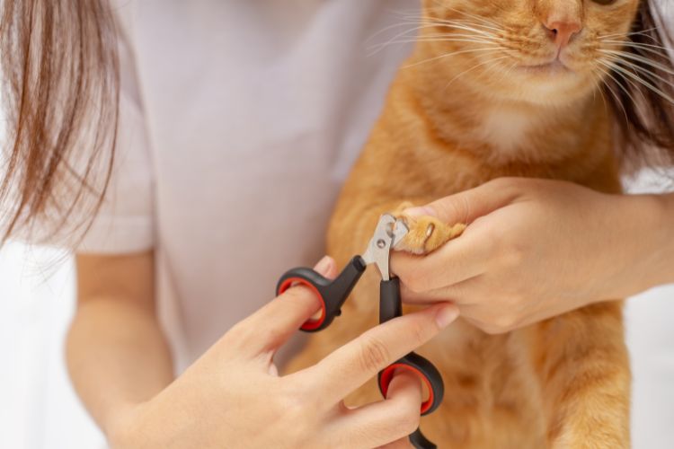 como cortar as unhas do gato da forma correta. Imagem de uma mulher cortando a unha do gato