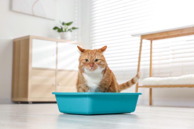 Como ensinar o gato a usar a caixa de areia corretamente. Foto de um gato laranja usando uma caixa de areia azul.