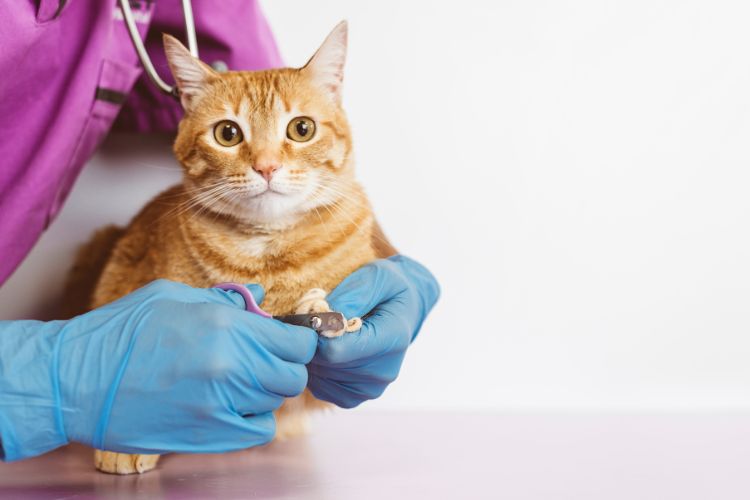 como cortar as unhas do gato da forma correta. Imagem de uma veterinária cortando as unhas do gato