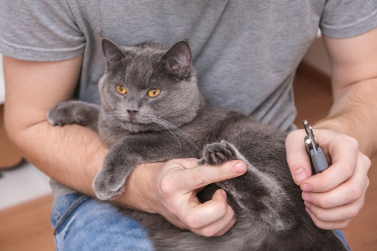 como cortar as unhas do gato da forma correta. Imagem de um homem cortando a unha do gato