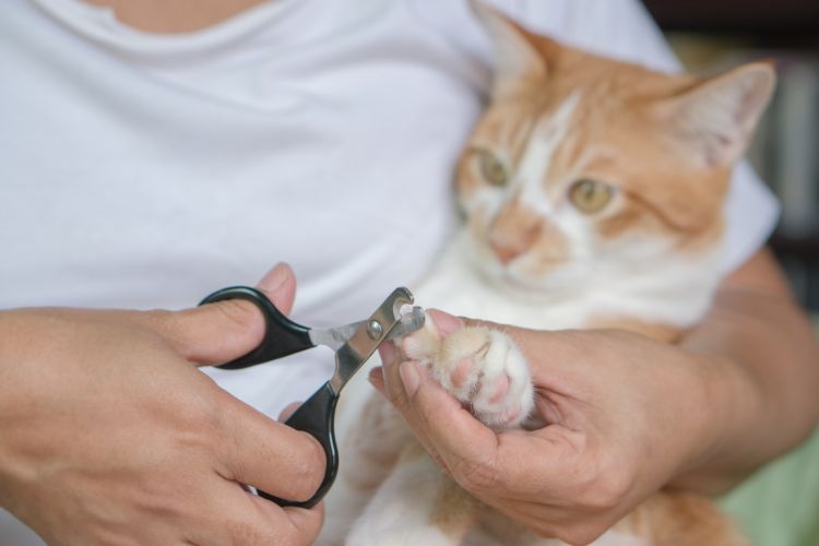 como cortar as unhas do gato 3 dicas fáceis. Imagem de uma mulher cortando a unha do gato