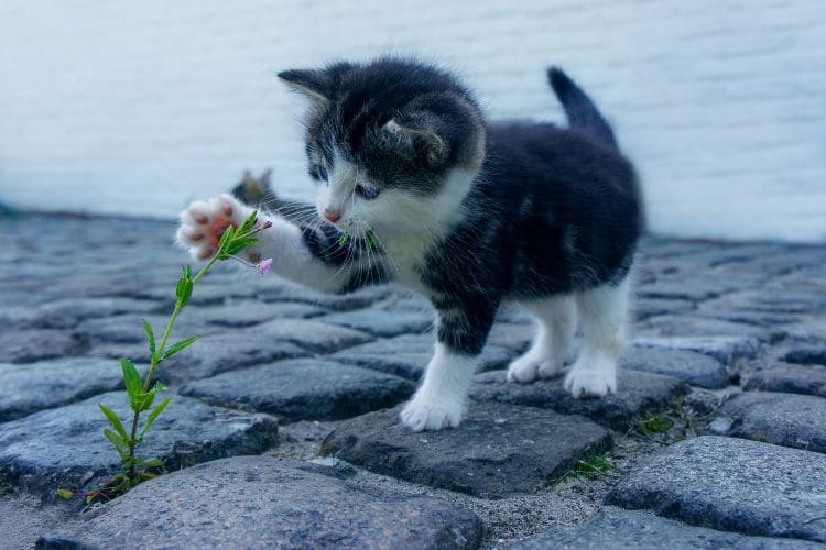 fatos sobre gatos