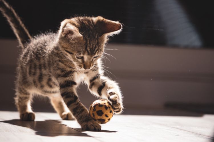 Como cuidar de gato filhote: 10 Dicas Infalíveis! Imagem de um gatinho filhote brincando com uma bolinha.