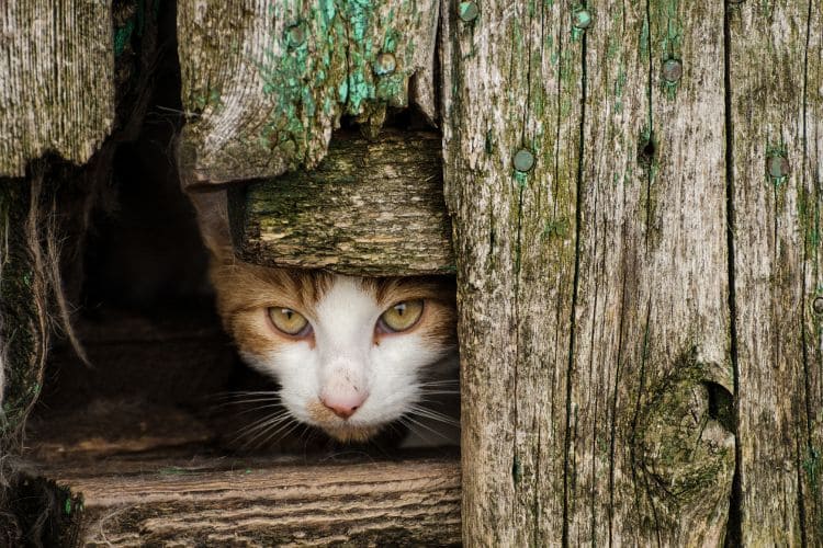 curiosidades de gato