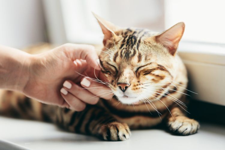 Por que os gatos ronronam? Imagem de um gatinho relaxando