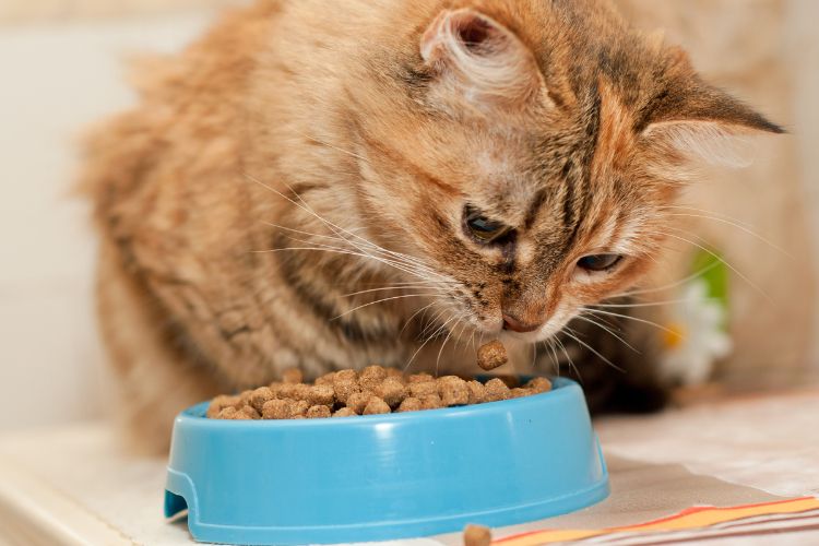 Alimentação saudável para gatos. Gato comendo ração seca para gatos no pote.