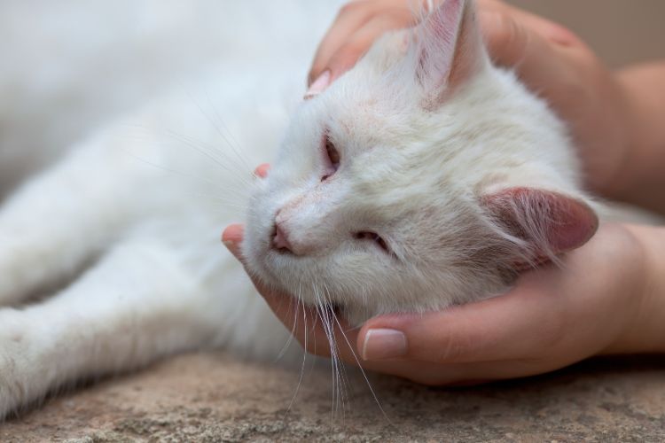 Cuidados com gato doente. O que fazer para ajudar um gato doente.