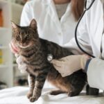 Gato doente sendo examinado por uma veterinária