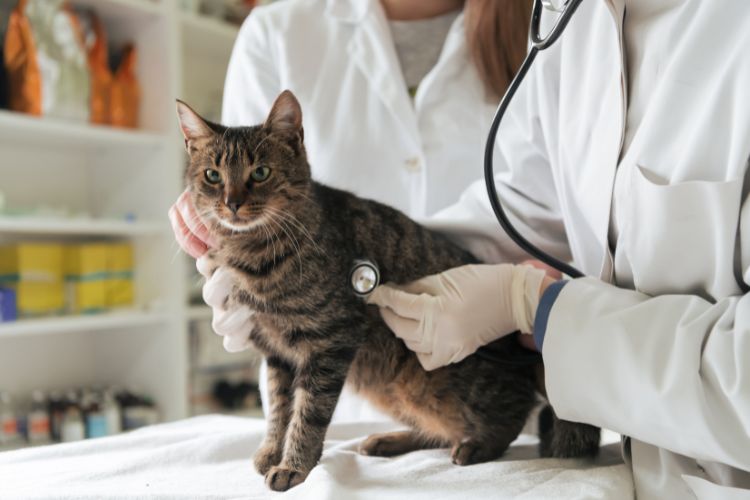 Gato doente. Imagem de uma gato sendo examinado por um veterinário.