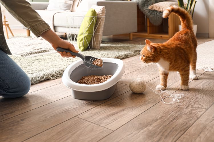 Como ensinar o gato a usar a caixa de areia corretamente. Foto de um gato laranja tentando usar uma caixa de areia cinza.